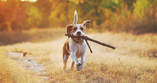 Zomertijd en je hond: zo help je je viervoeter wennen aan het verzetten van de klok