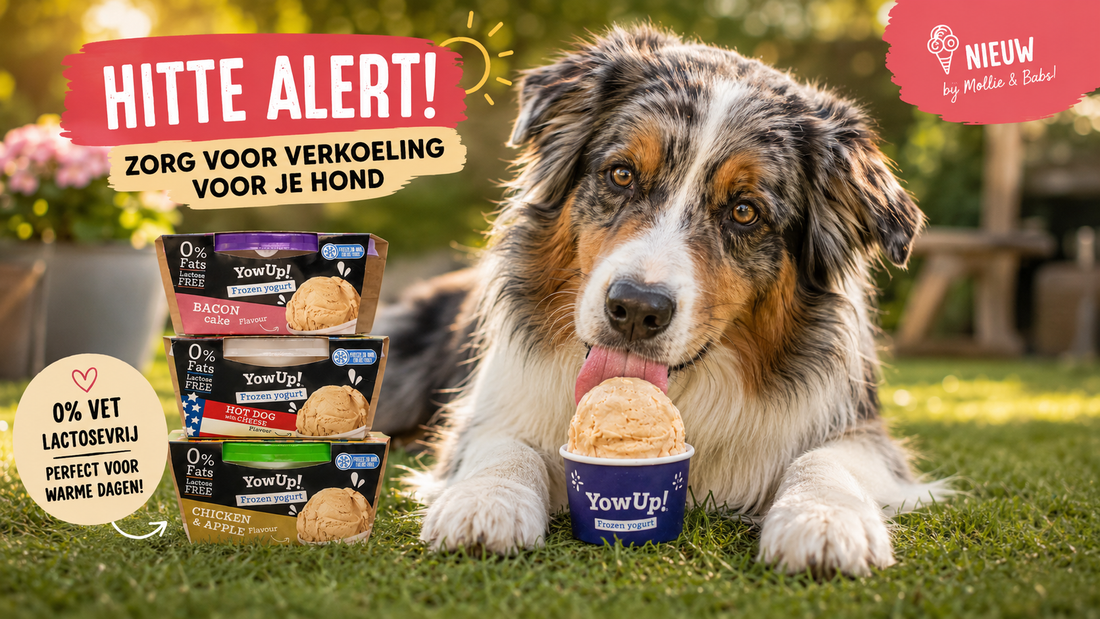 Hitte en honden: pas op voor oververhitting!