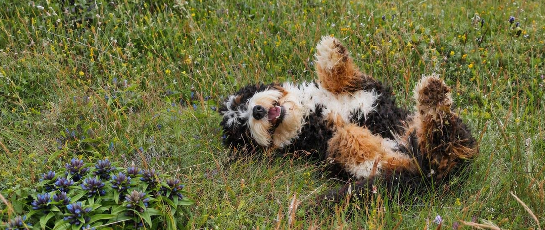 Tekenseizoen bij honden: zo herken, verwijder én voorkom je teken