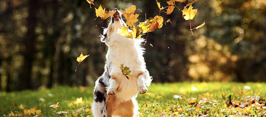 Herfst
