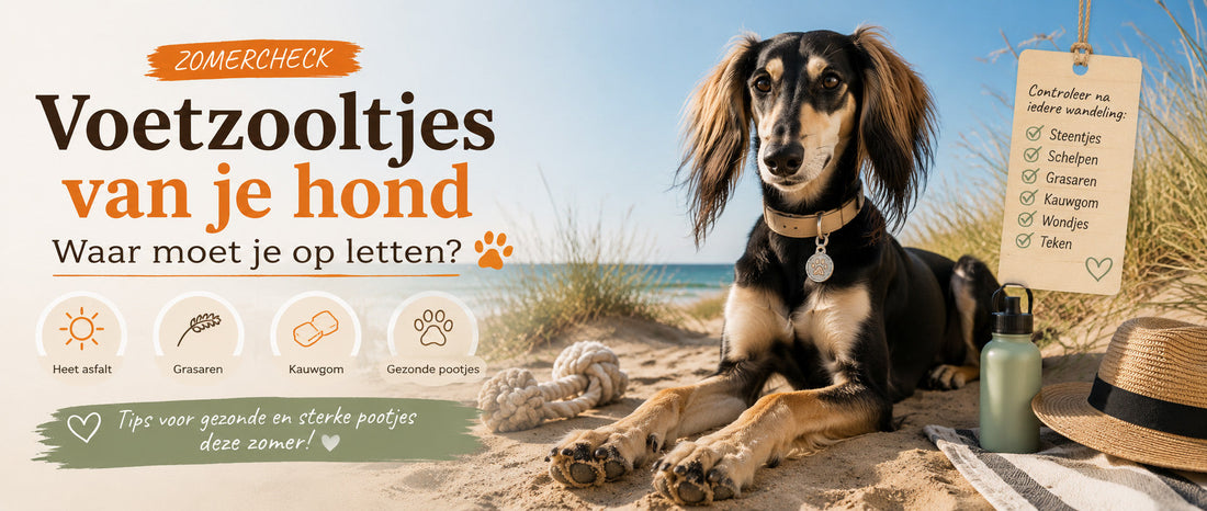 Voetzooltjes van je hond in de zomer: waar moet je op letten?