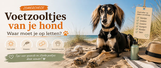 Voetzooltjes van je hond in de zomer: waar moet je op letten?
