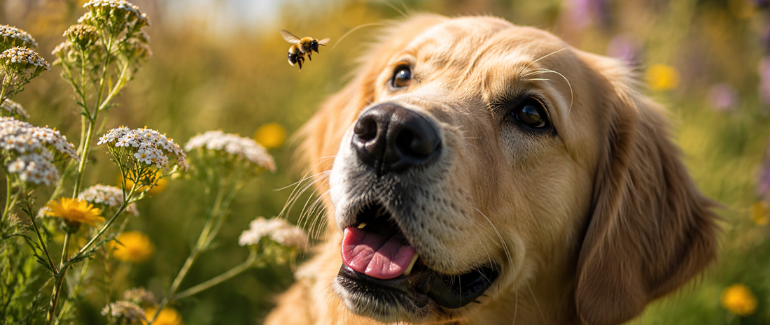 Waarom honden naar bijen en wespen happen (en wanneer dat gevaarlijk kan worden)
