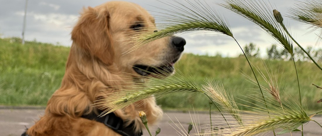 Grasaren bij honden: een klein plantje met grote risico’s