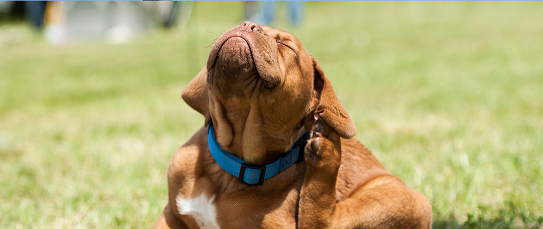 Hypoallergeen! Of toch (nét) niet helemaal?