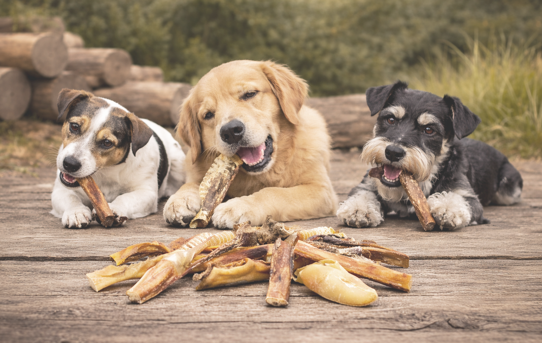 De voordelen van natuurlijke kauwsnacks voor honden – alles wat je moet weten